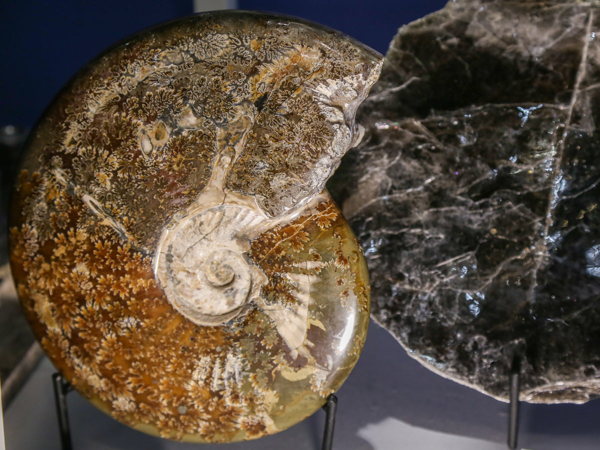 Ammonites – Mineralogy