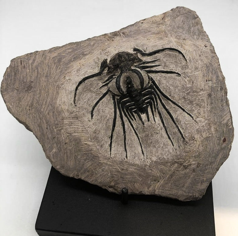 Trilobites – Mineralogy