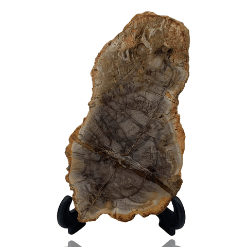 Driftstone Minerals Petrified Wood Slice - Madagascar