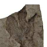 Facebook Fossils Dinosaur Footrprint (Grallator) - Connecticut