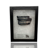 Mammoth Tooth Cross-Section in Display Box - United States