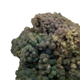 Grape "Agate" - Indonesia