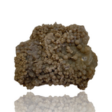 Grape "Agate" - Indonesia