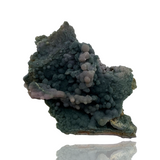 Grape "Agate" - Indonesia