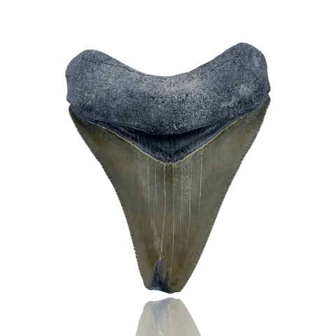 Ken Fossils 2.5 Inch Megalodon Tooth - Bone Valley, Florida