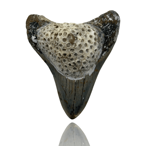 Ken Fossils 3.6 Inch Megalodon Tooth with Coral - North Carolina Coast