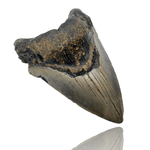 Ken Fossils 4.8 Inch Megalodon Tooth - North Carolina Coast