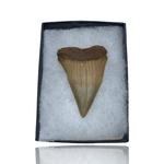 Ken Fossils Broad-Tooth Mako Shark Tooth in Display Box - North Carolina Coast