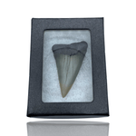 Ken Fossils Broad-Tooth Mako Shark Tooth in Display Box - North Carolina Coast