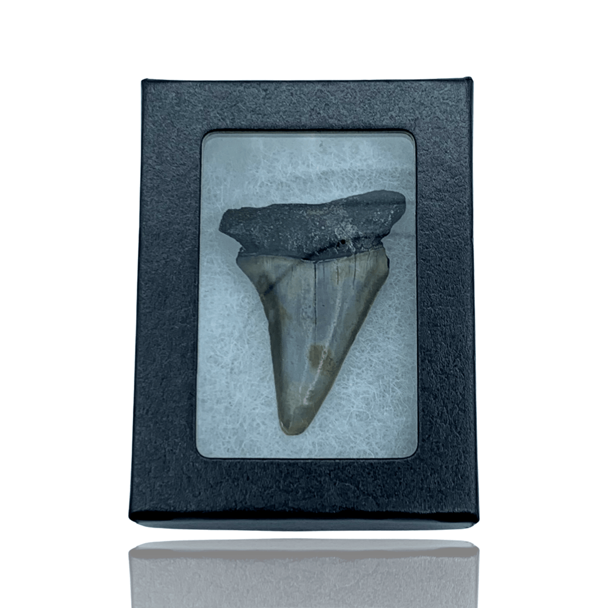 Broad-Tooth Mako Shark Tooth in Display Box - North Carolina Coast