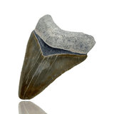 Ken Fossils Inch Megalodon Tooth - Bone Valley, Florida