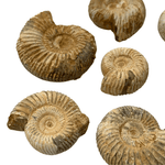 Mineralogy Fossils Ammonite (Perisphinctes sp.) - Madagascar