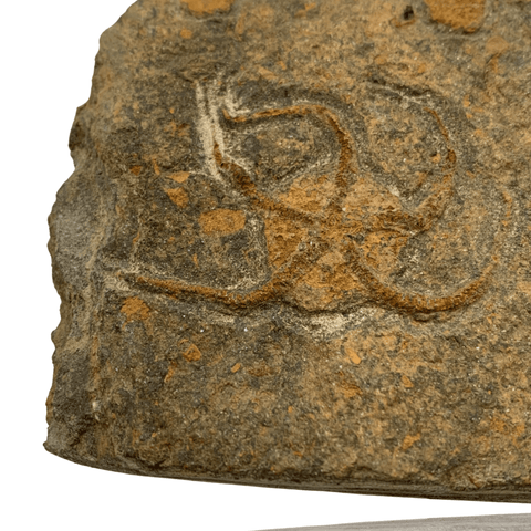 Mineralogy Fossils Brittle Star - Morocco