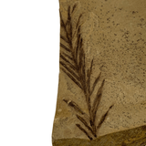 Mineralogy Fossils Dawn Redwood (Metasequoia sp.) - Oregon
