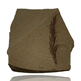 Mineralogy Fossils Dawn Redwood (Metasequoia sp.) - Oregon