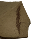 Mineralogy Fossils Dawn Redwood (Metasequoia sp.) - Oregon