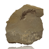 Mineralogy Fossils Dawn Redwood (Metasequoia sp.) - Oregon