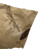 Mineralogy Fossils Dawn Redwood (Metasequoia sp. & Quercus sp.) - Oregon