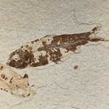 Mineralogy Fossils Double Fossil Fish (Knightia sp.) - Green River Formation