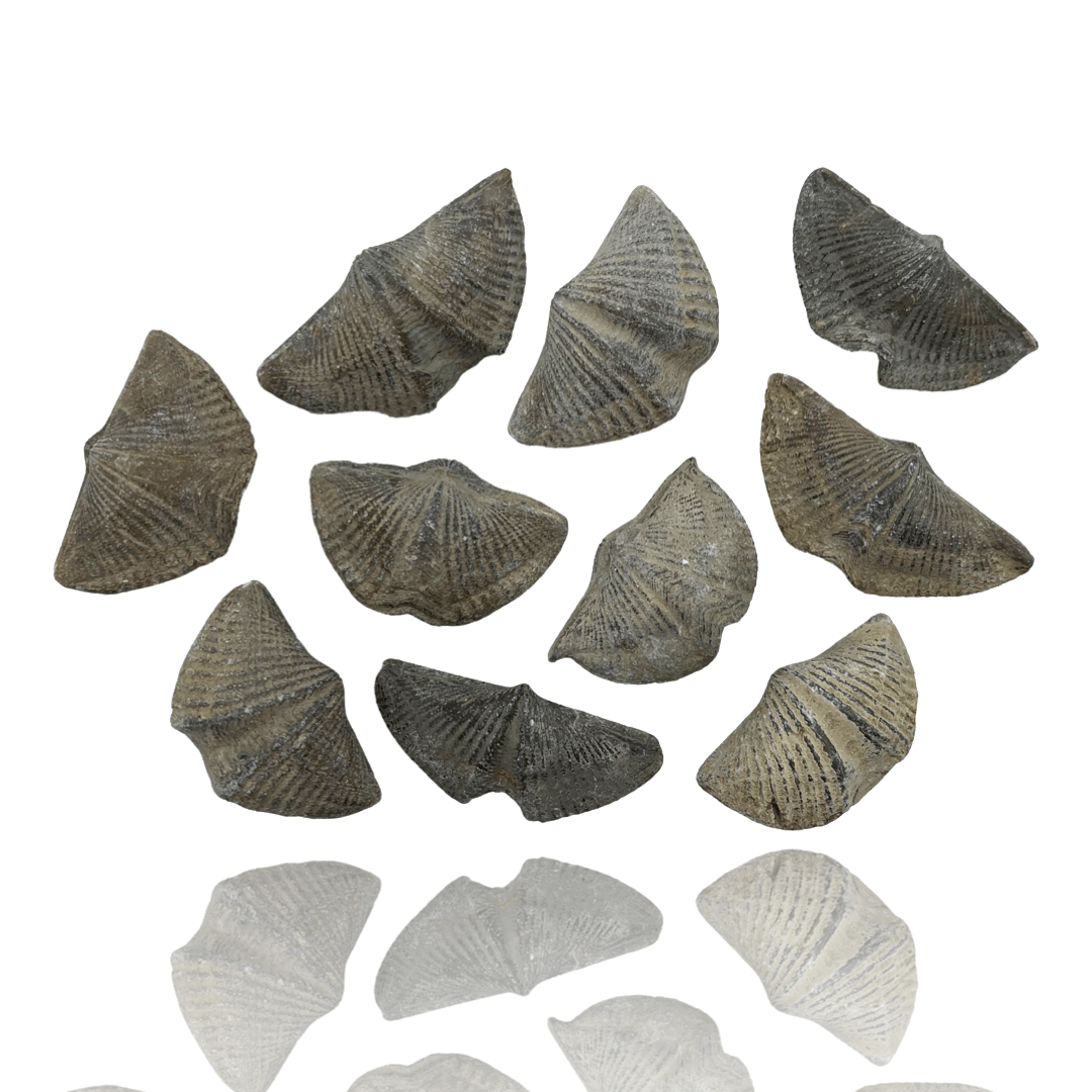Fossil discount canada stores