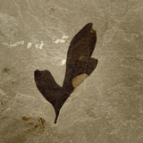 Mineralogy Fossils Fossil Leaf (Cardiospermum coloradensis) - Green River Formation