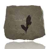 Mineralogy Fossils Fossil Leaf (Cardiospermum coloradensis) - Green River Formation