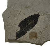 Mineralogy Fossils Fossil Leaf (Mimosite coloradensis) - Green River Formation