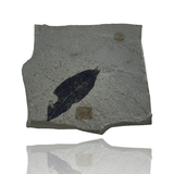 Mineralogy Fossils Fossil Leaf (Mimosite coloradensis) - Green River Formation