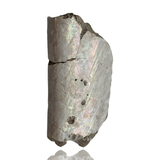 Mineralogy Iridescent Baculite Fossil (Straight Ammonite)
