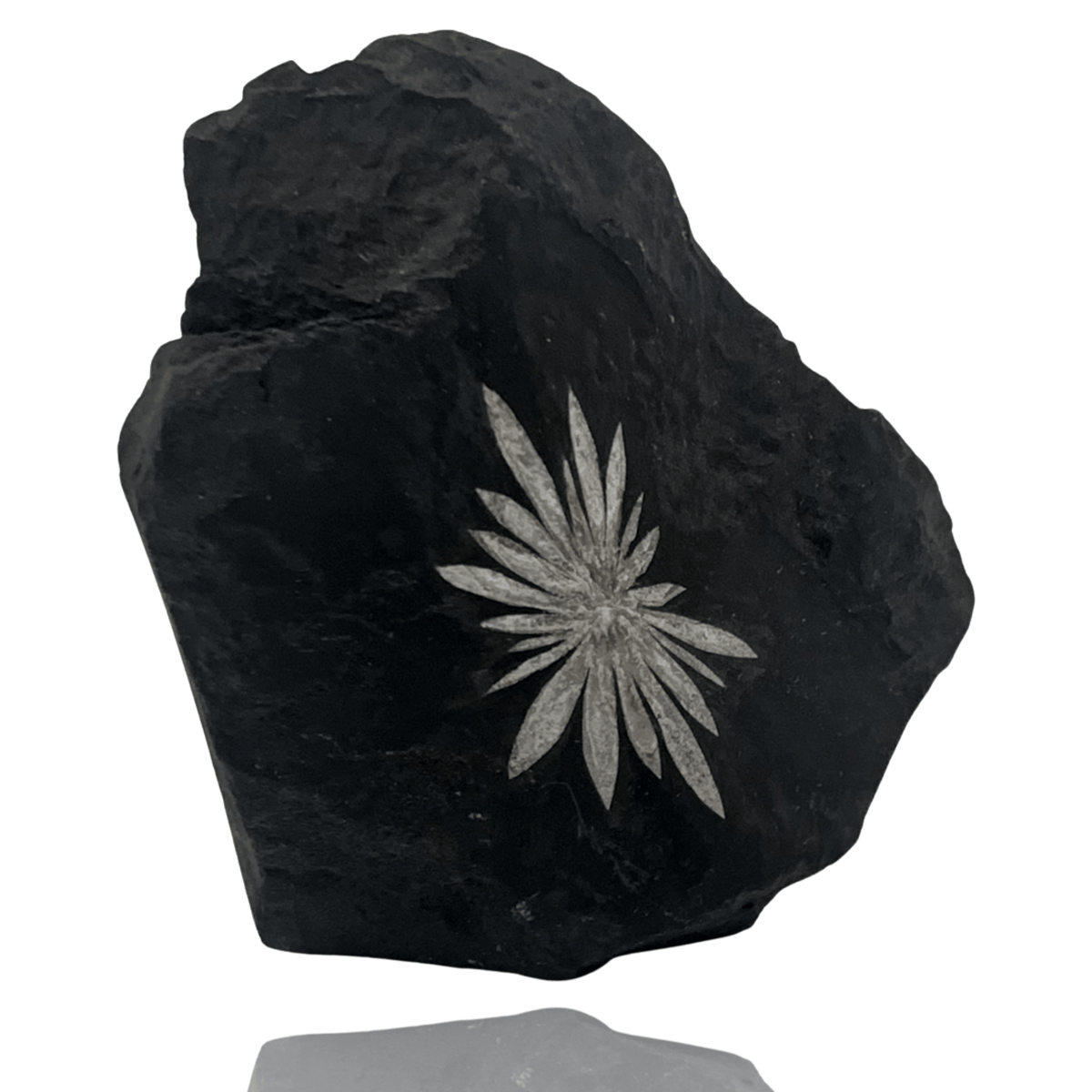 Chrysanthemum Stone - China – Mineralogy