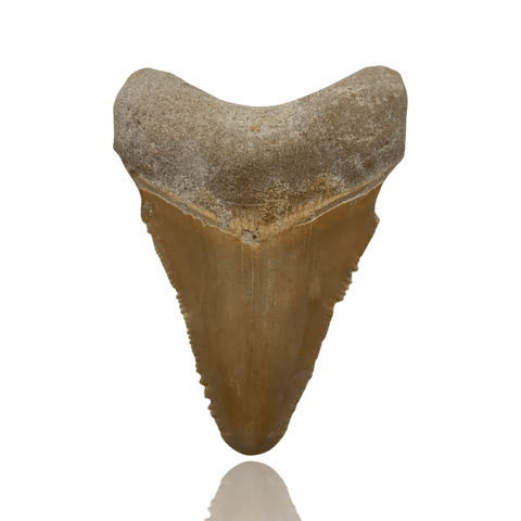 Peter Fossils 1.9 Inch Megalodon Tooth - Bone Valley, Florida