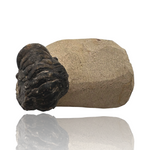 Trilobite in Matrix (Phacops sp.) - Morocco