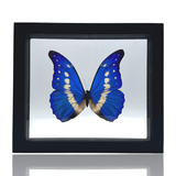 Floating Butterfly Display
