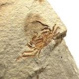 Fossil Pea Crab (Pinnixia galliheri) - California