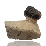 Trilobite in Matrix (Phacops sp.) - Morocco