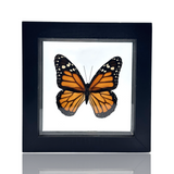 Floating Butterfly Display