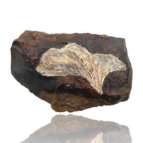 Fossil Gingko Leaf (Ginkgo adiantoides) - North Dakota
