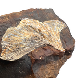 Fossil Gingko Leaf (Ginkgo adiantoides) - North Dakota