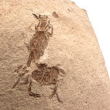 Fossil Pea Crab (Pinnixia galliheri) - California
