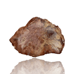 Driftstone Minerals Petrified Wood Slice - Madagascar