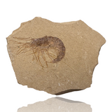 Fossil Shrimp Plate (Carpopenaeus sp.) - Italy