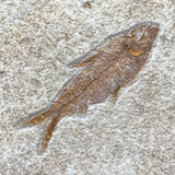 Fossil Fish (Knightia sp.) - Green River Formation