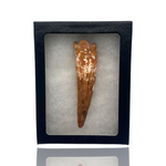 Spinosaurus Tooth in Display Box - Morocco