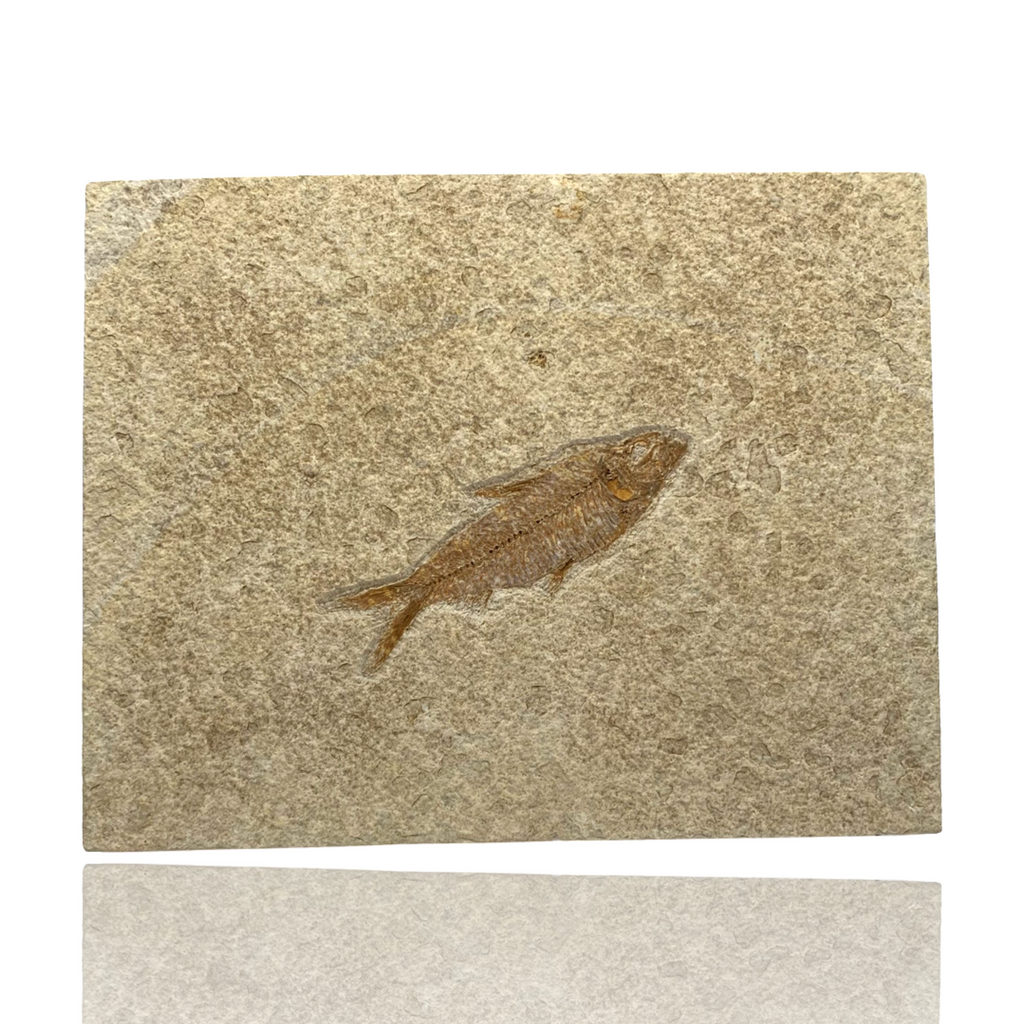 Fossil Fish (Knightia sp.) - Green River Formation – Mineralogy