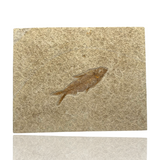 Fossil Fish (Knightia sp.) - Green River Formation