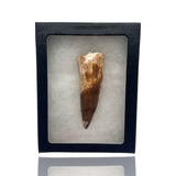 Spinosaurus Tooth in Display Box - Morocco