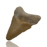 Ken Fossils 1.9 Inch Megalodon Tooth - Bone Valley, Florida