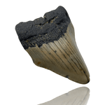 Ken Fossils 2.4 Inch Megalodon Tooth Partial- North Carolina Coast