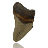Ken Fossils 2.7 Inch Megalodon Tooth Partial- North Carolina Coast