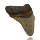 Ken Fossils 2.7 Inch Megalodon Tooth Partial- North Carolina Coast